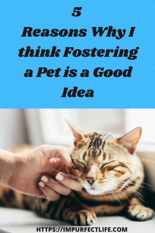 5 Reasons Why I Think Fostering A Pet Is A Good Idea - Impurrfectlife