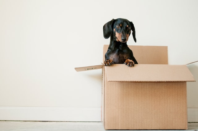 Move-In Day Essentials for Your Pets - My Kid Has Paws