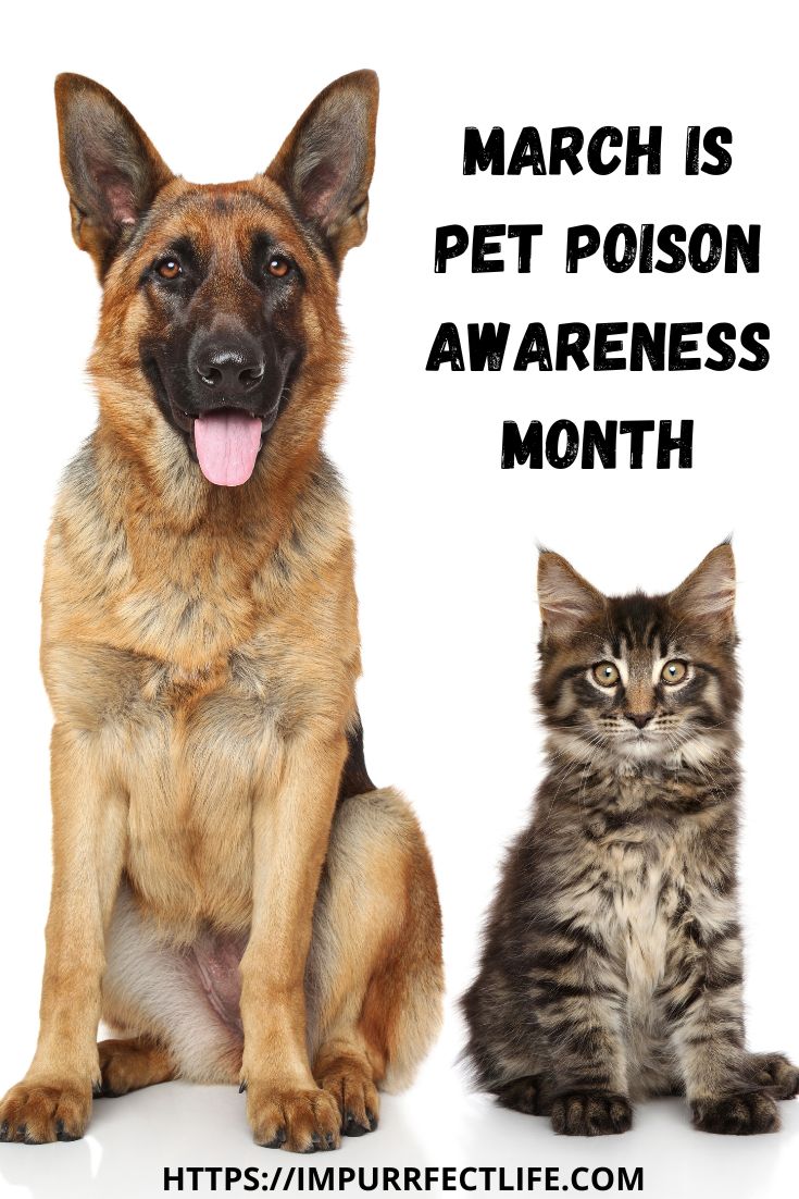 March Is Pet Poison Awareness Month! - Impurrfectlife