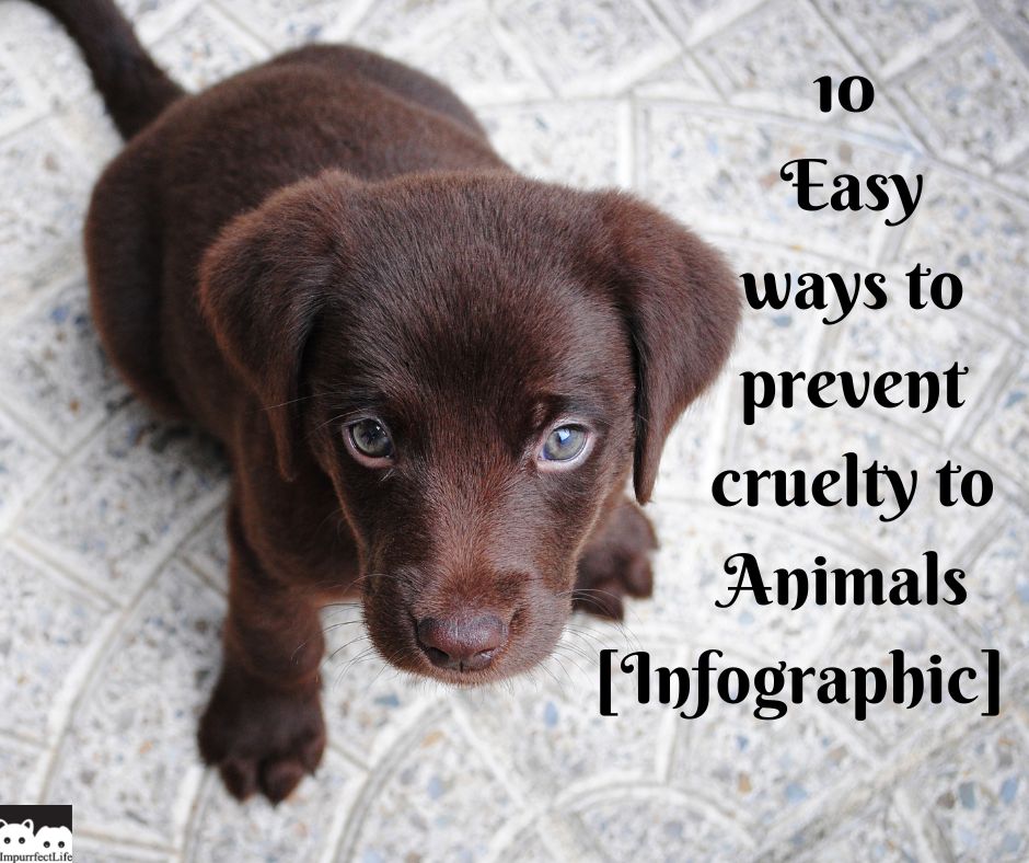 10 Easy Ways to Prevent Animal Cruelty [Infographic] - Impurrfectlife
